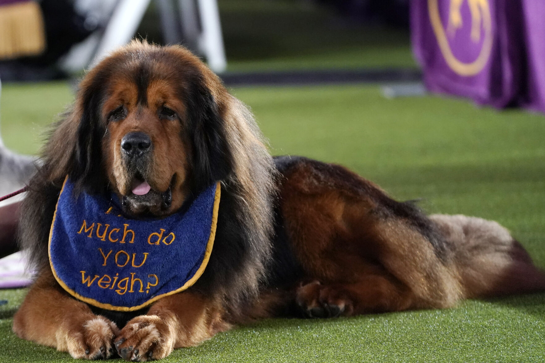 Westminster Dog Show